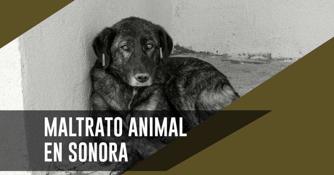 Maltrato animal en Sonora